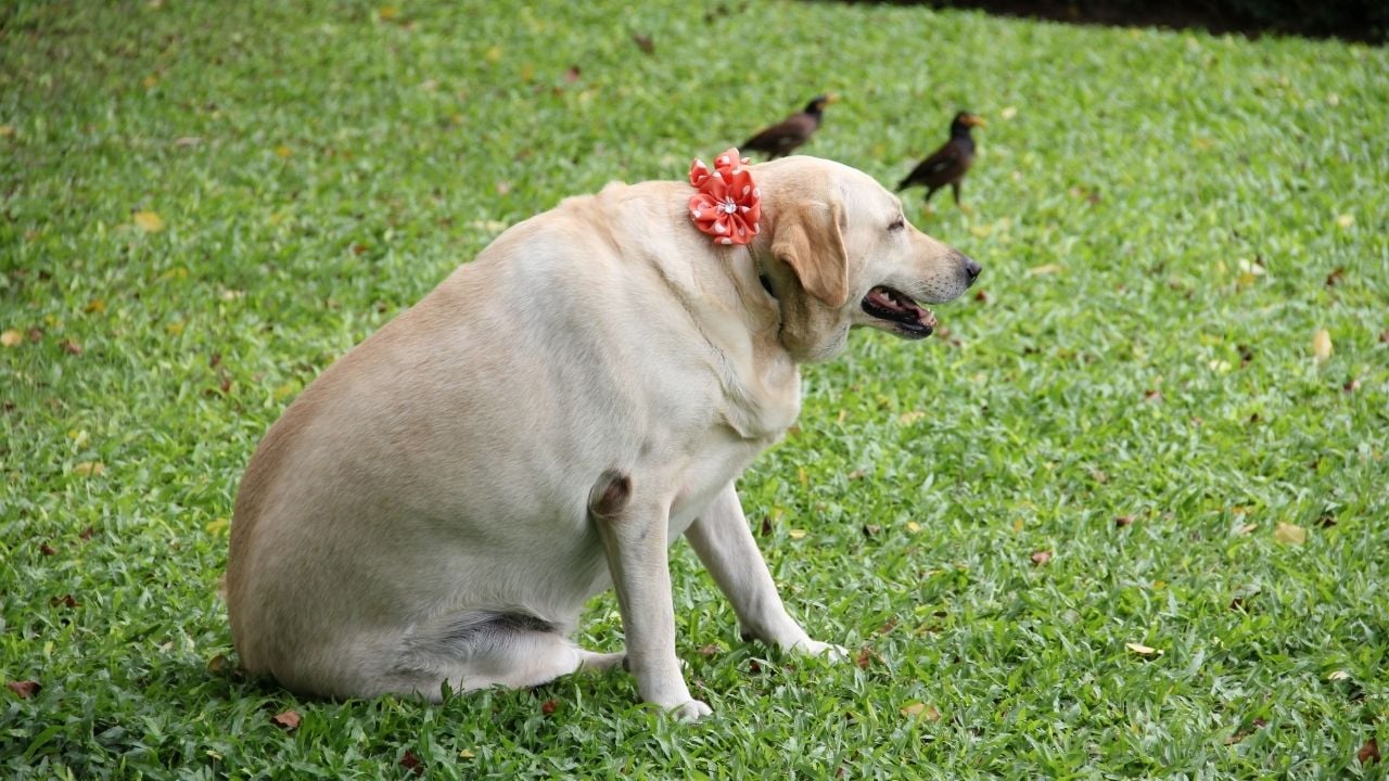 obez bir köpek