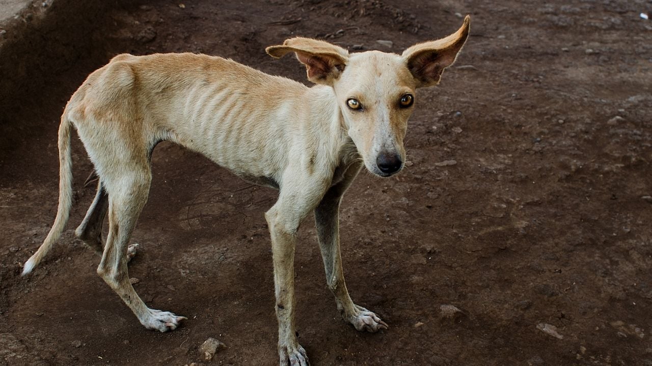 zayıf bir köpek