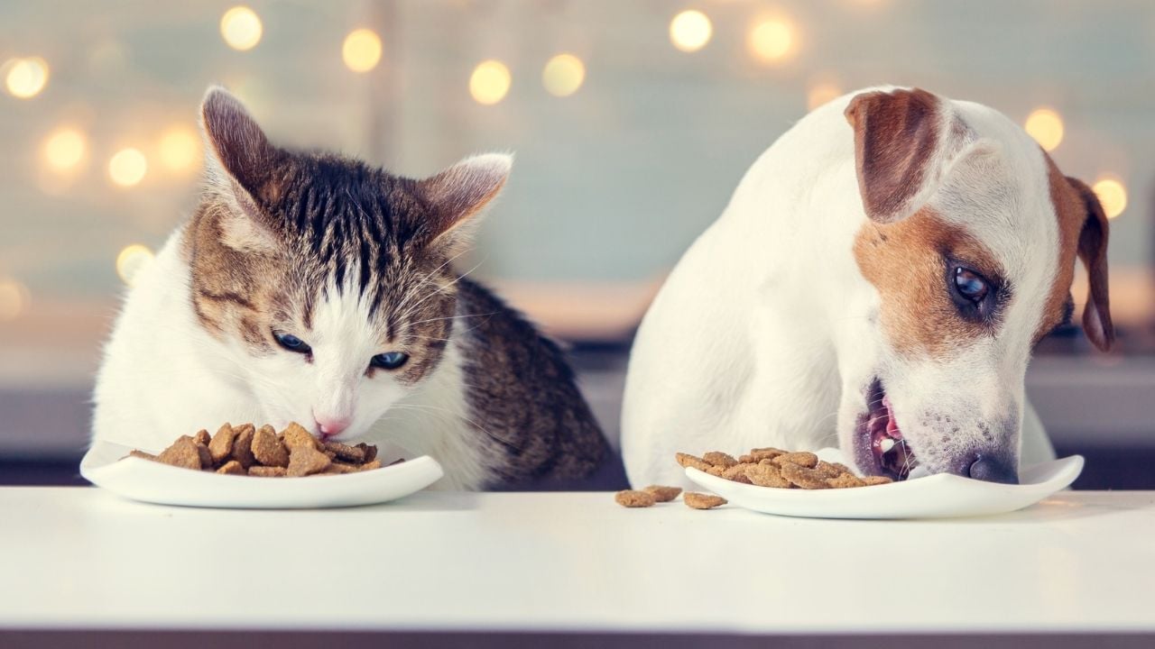 kedi ve köpek mama yiyor