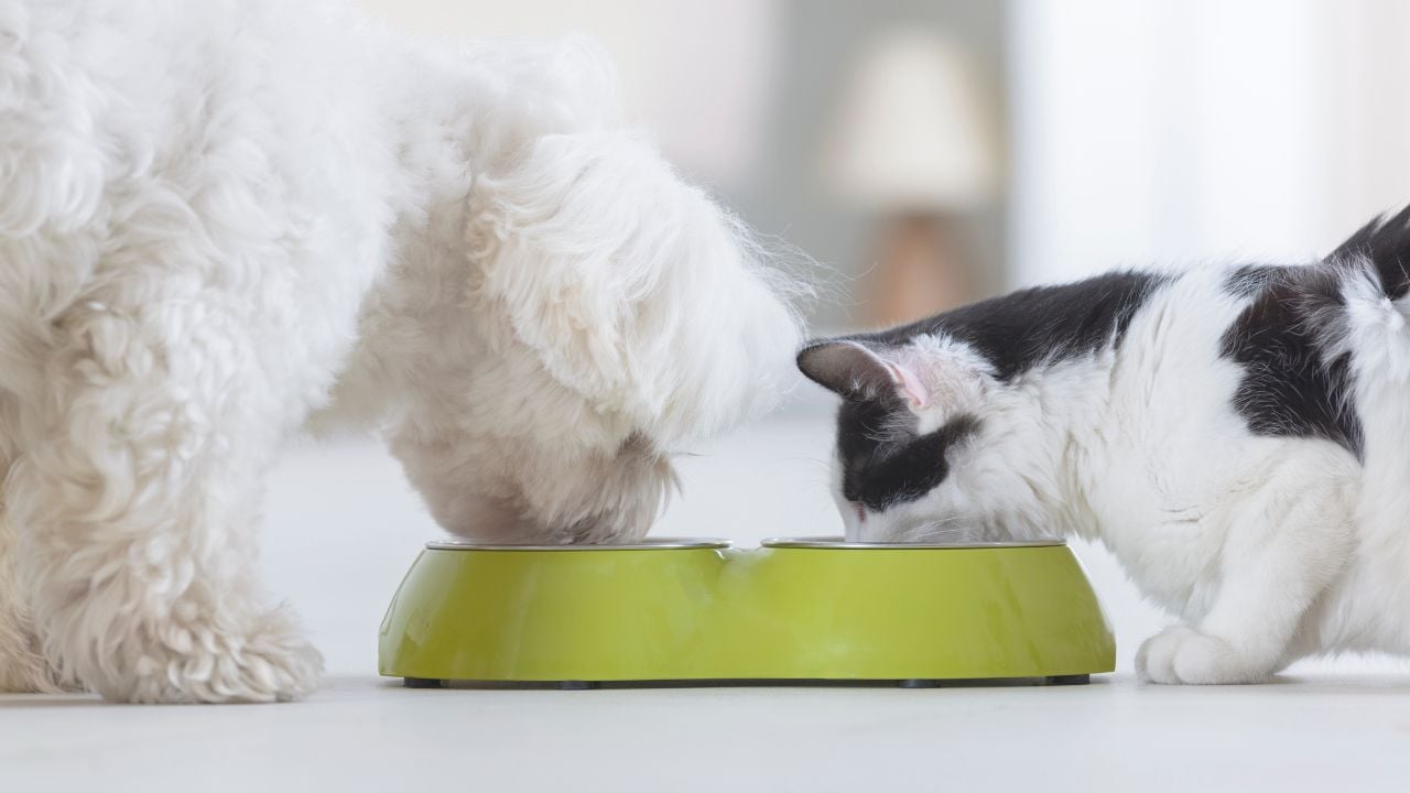 köpek ve kedi mama yiyor