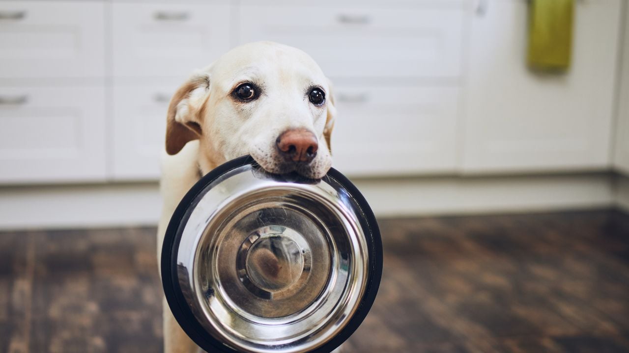 köpek ağzında mama kabı taşıyor