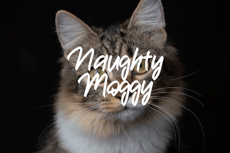 Naughty Moggy Font