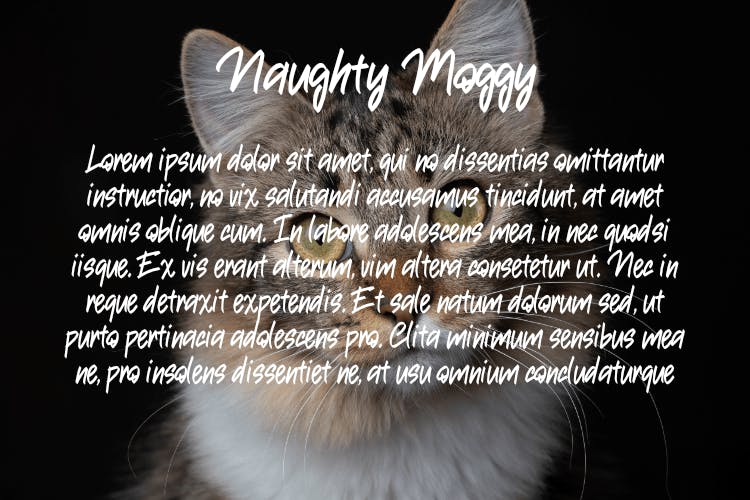 Creative Design with Naughty Moggy