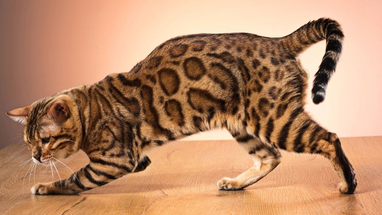 Bengal Kedisi