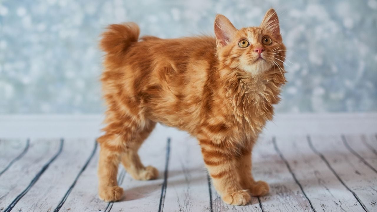 American Bobtail