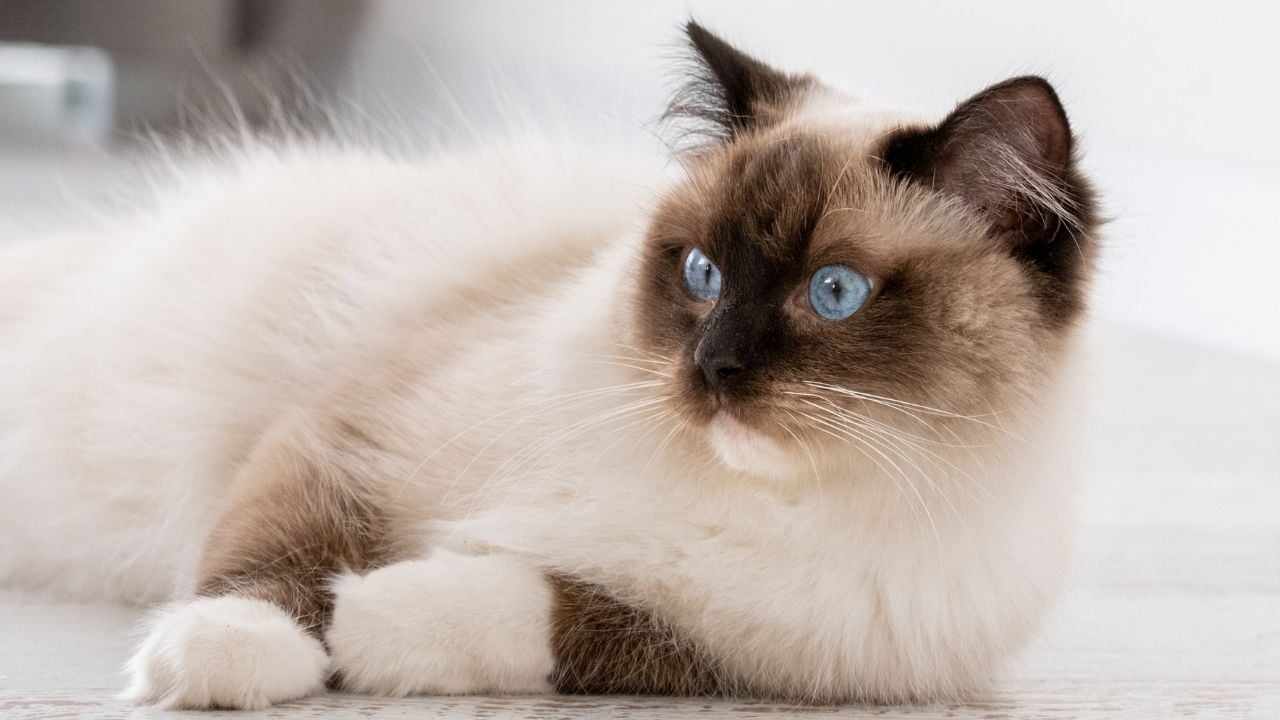 Ragdoll