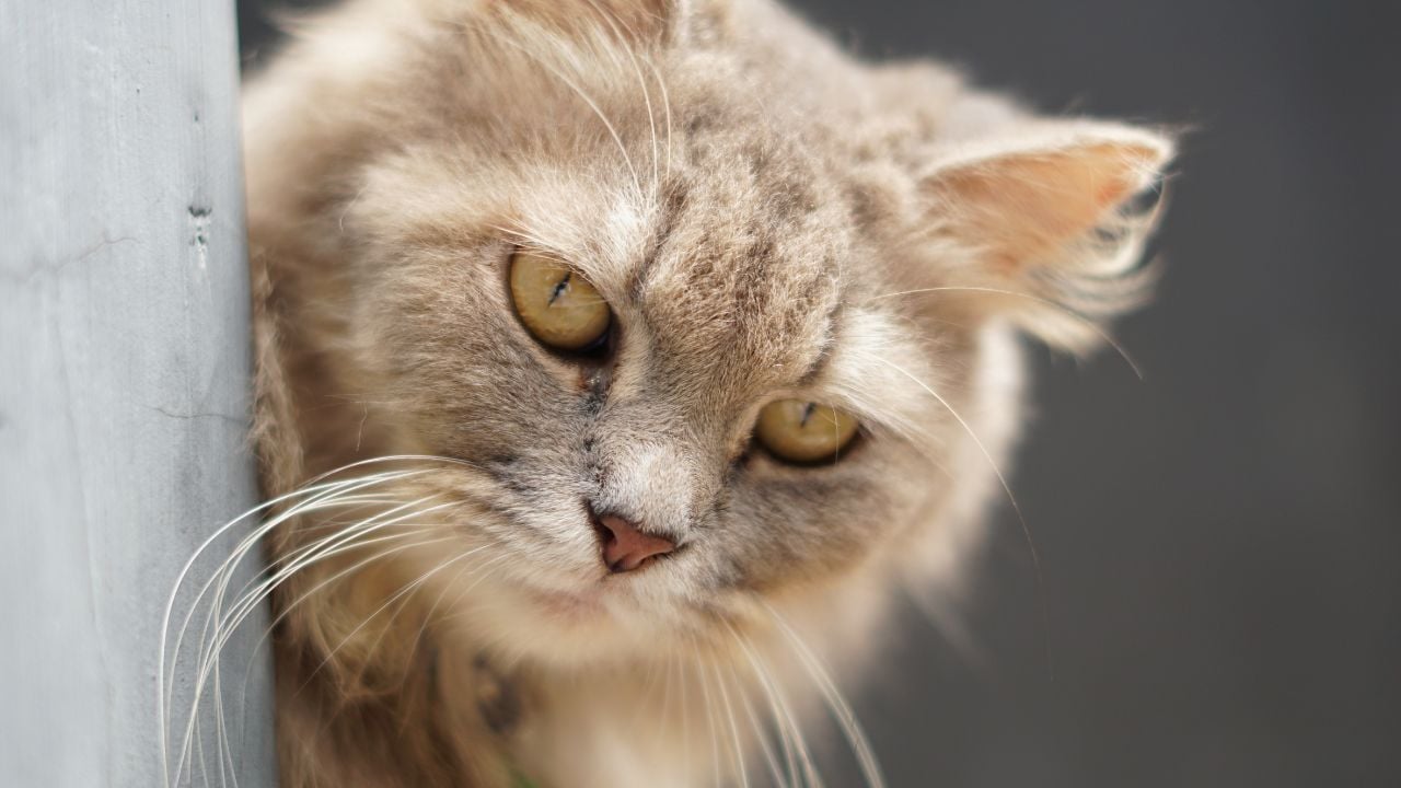Ragamuffin