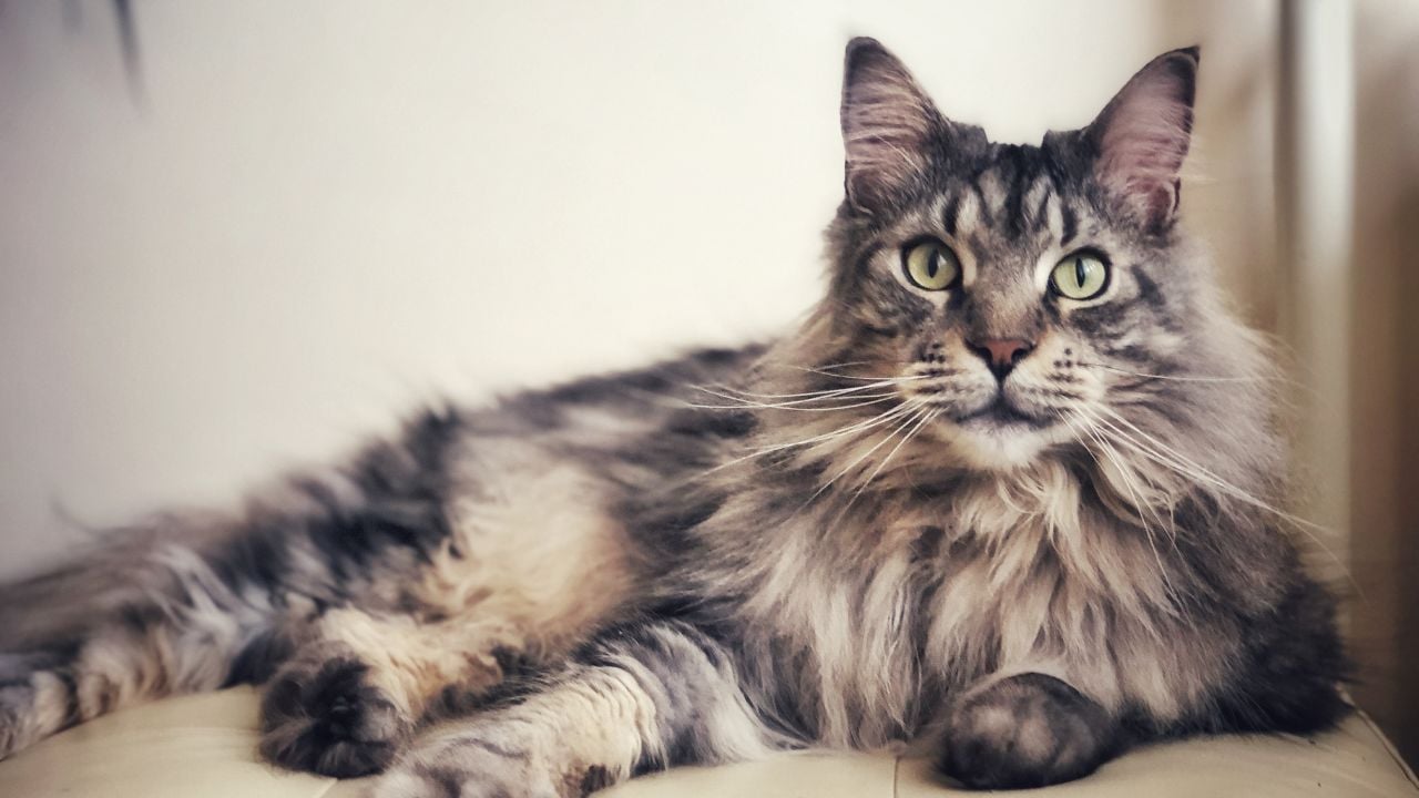 Maine Coon
