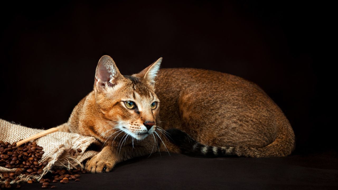 Chausie