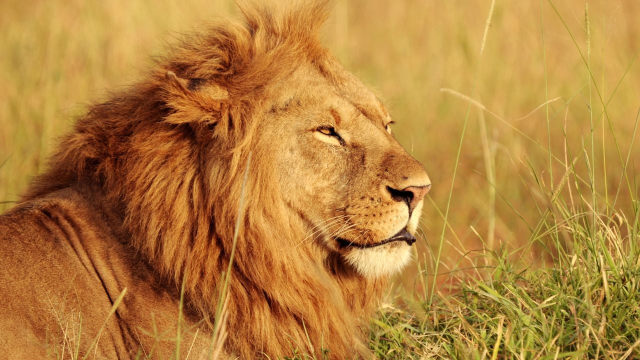 Aslan