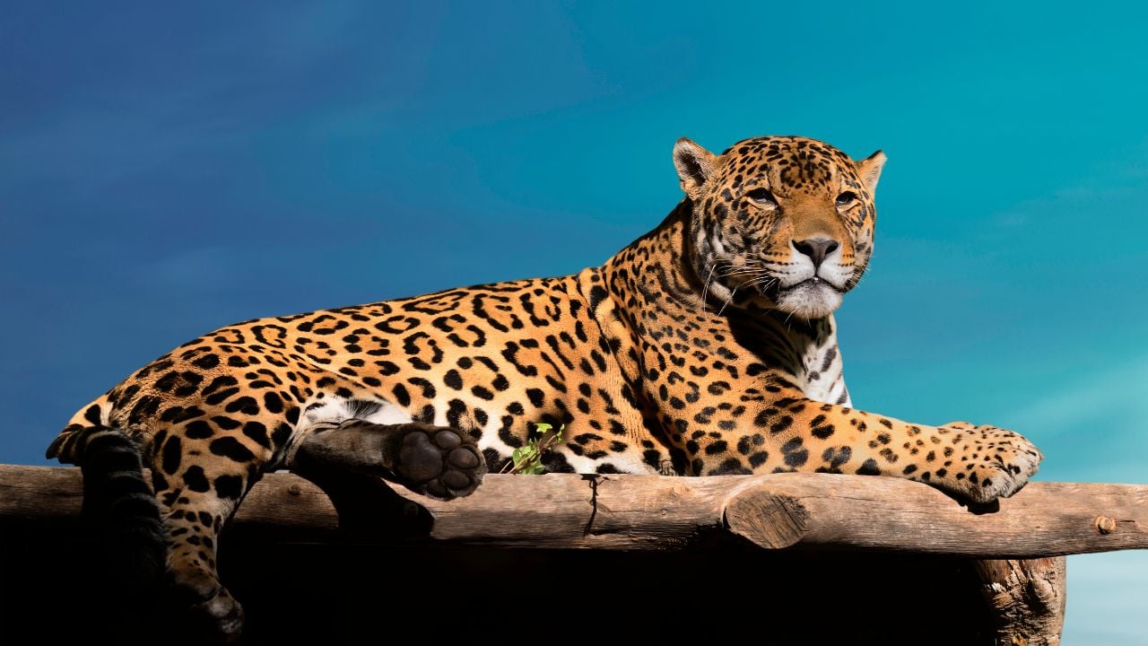 Jaguar