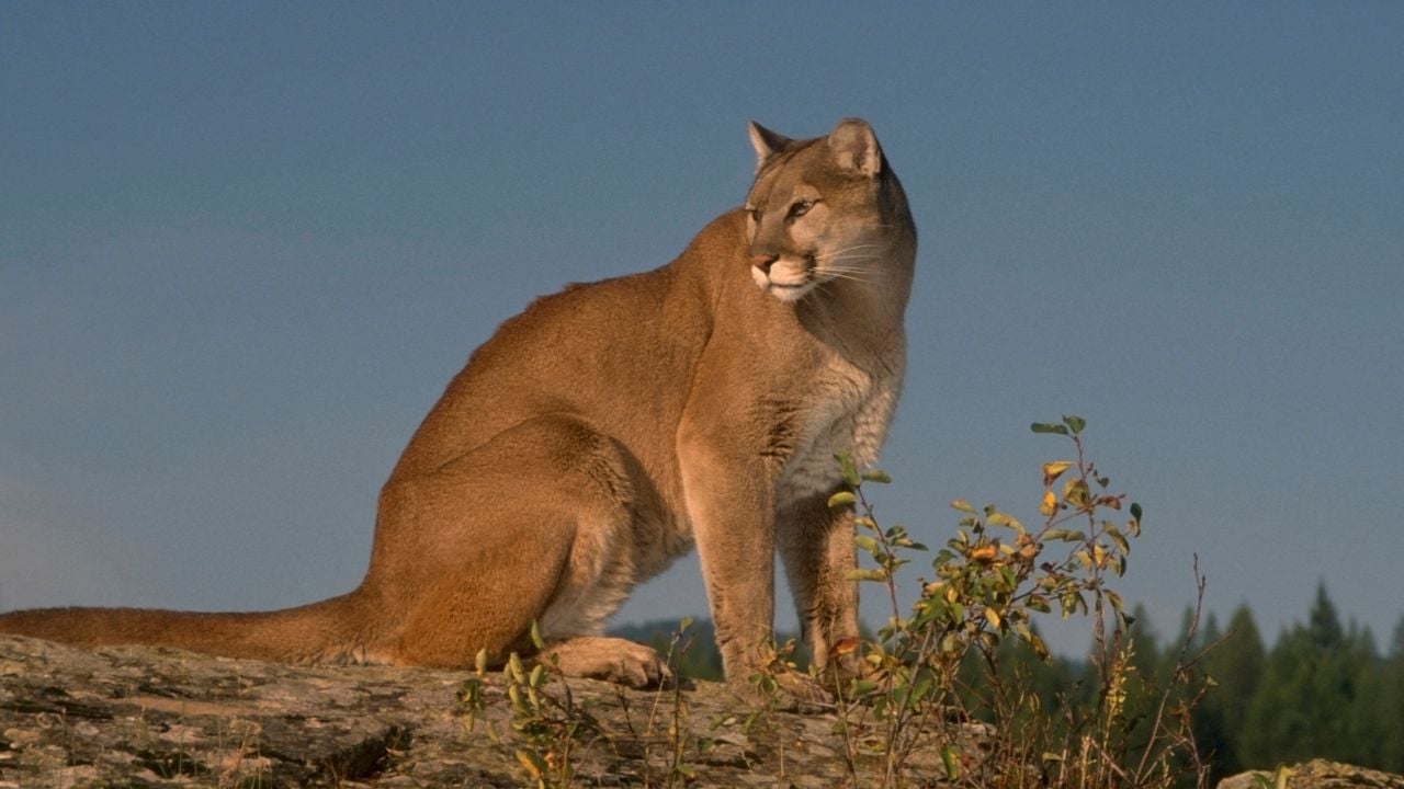 Puma