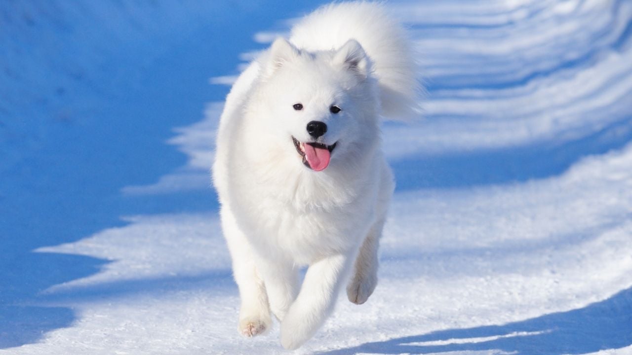 Samoyed