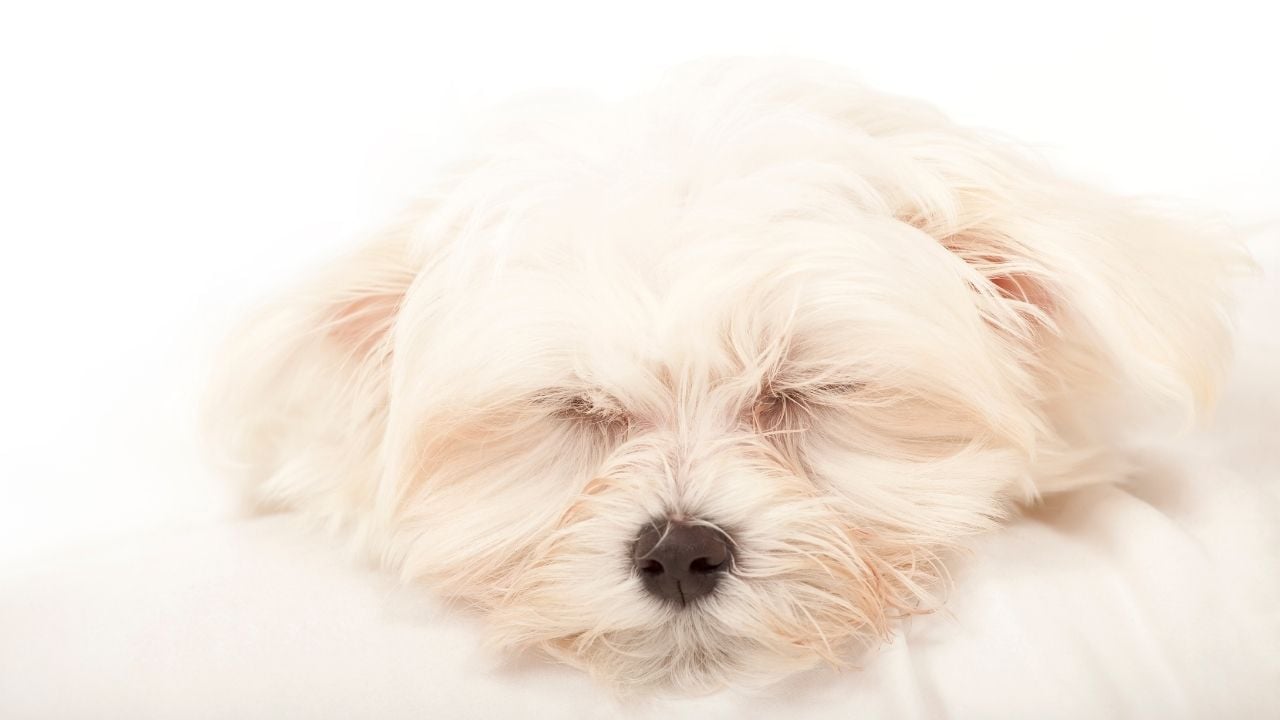 Maltese (Malta) Terrier