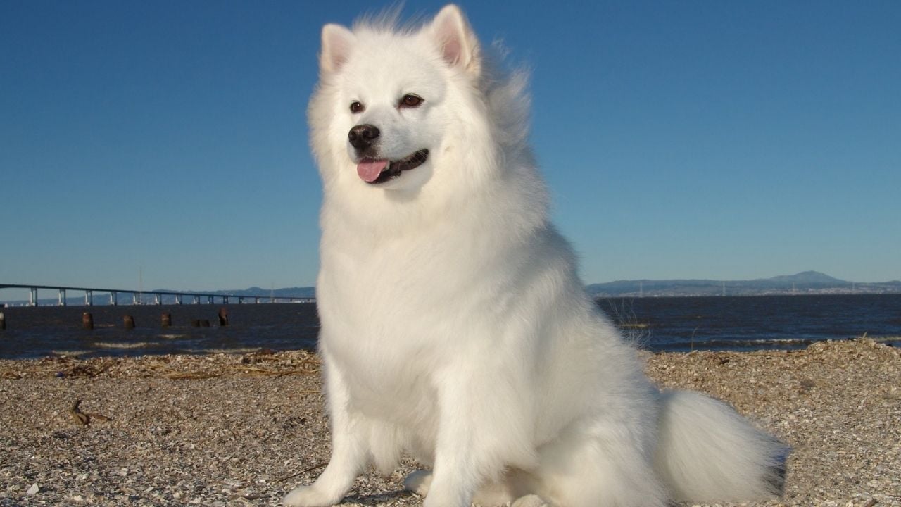 Amerikan Eskimo Köpeği