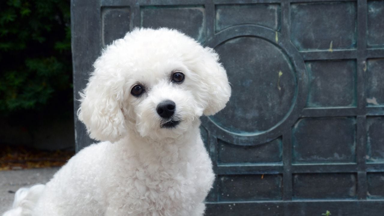 Bichon Frise