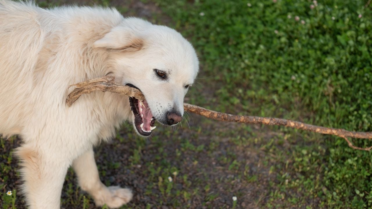 Pyrenees Çoban Köpeği