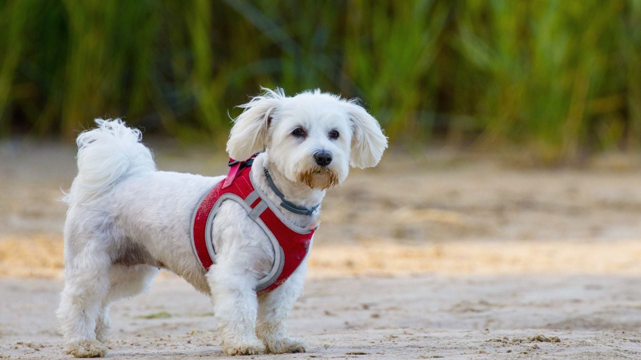 Coton de Tulear