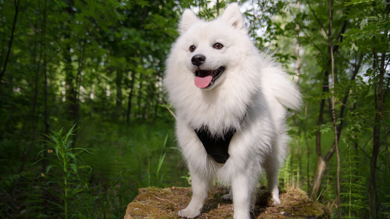 Japanese Spitz
