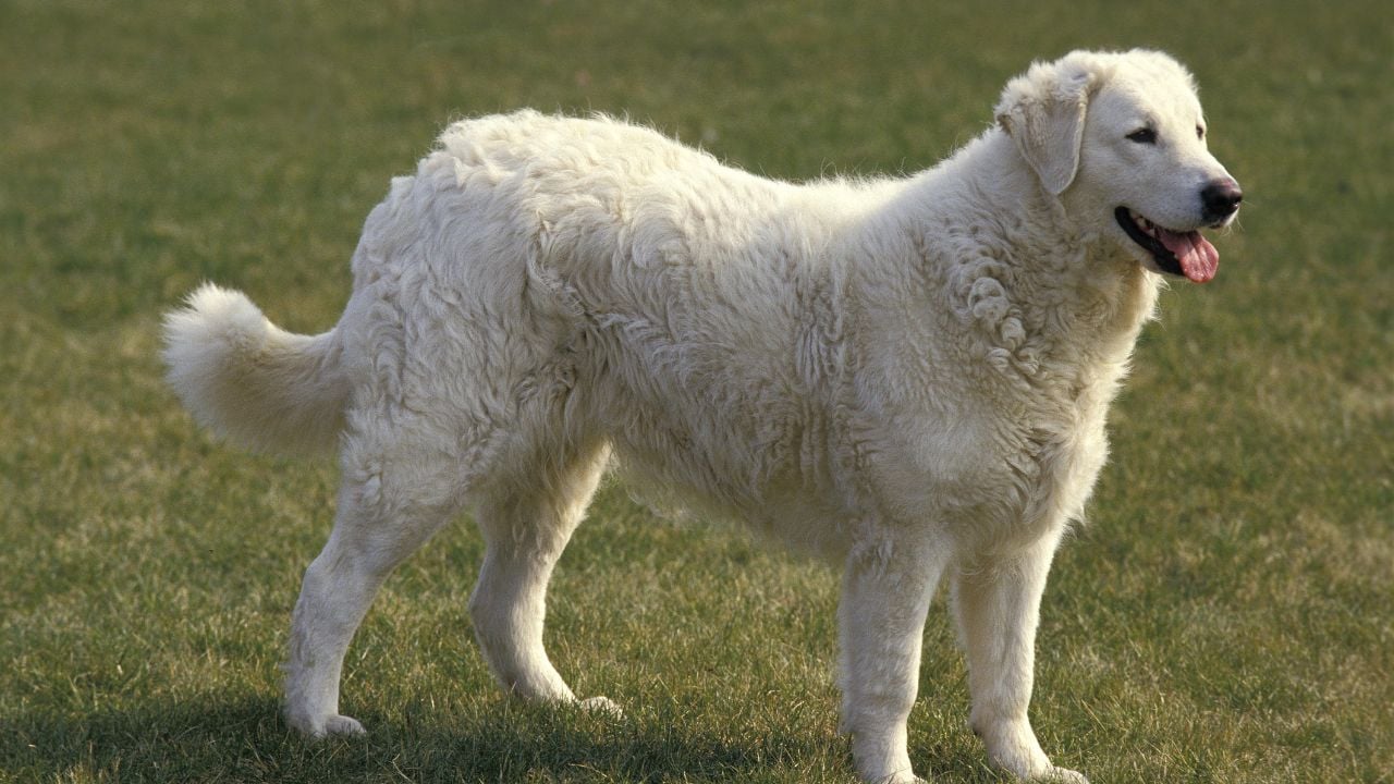 Kuvasz