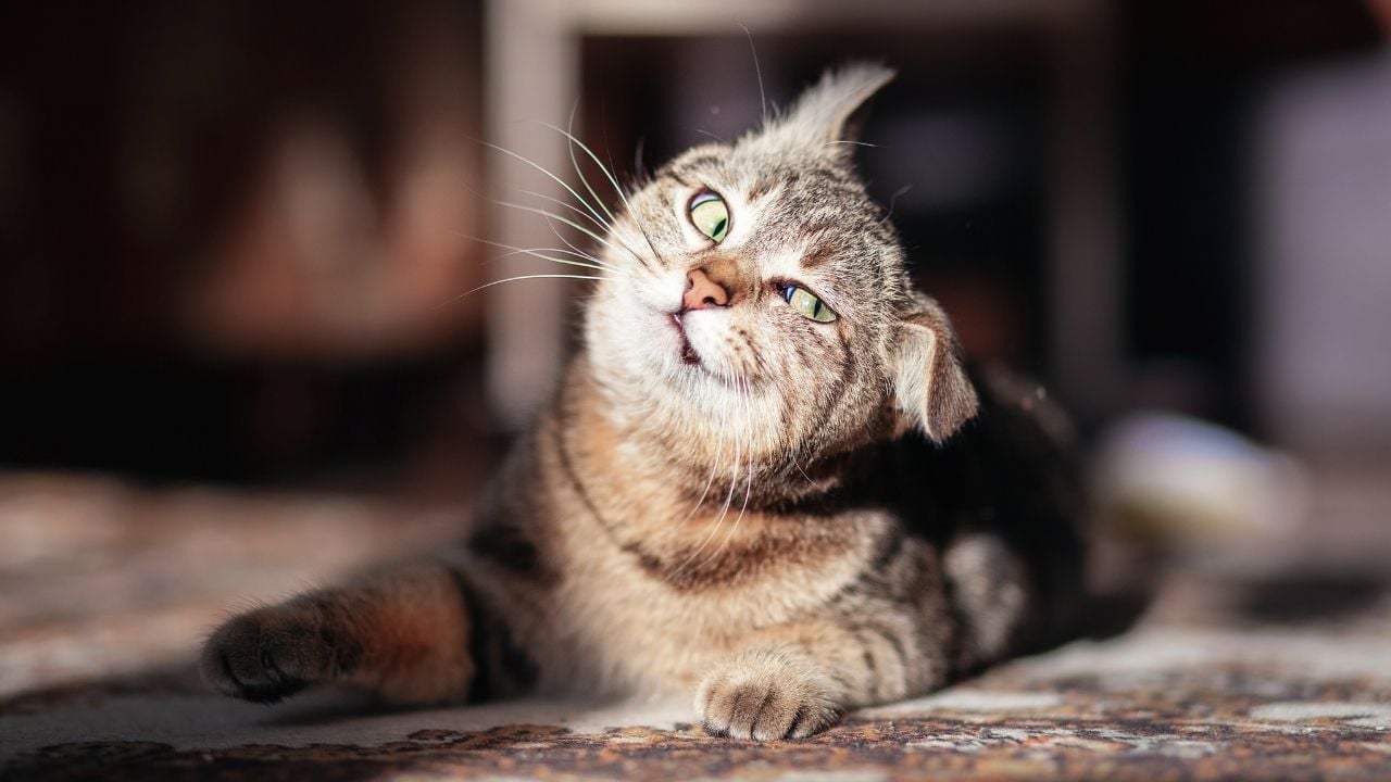 Eksantrik Kedi