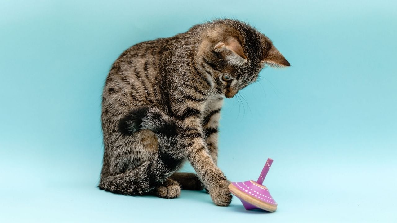 kedi oyuncağına bakıyor