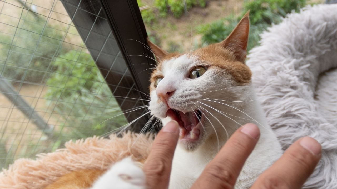 sarı kedi parmak ısırıyor