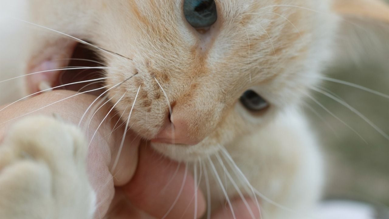 beyaz kedi ısırıyor