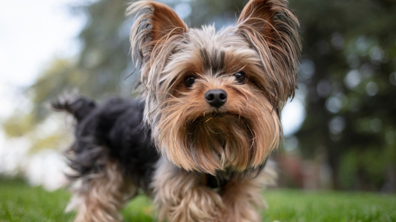büyümeyen köpek cinslerinden bir köpek