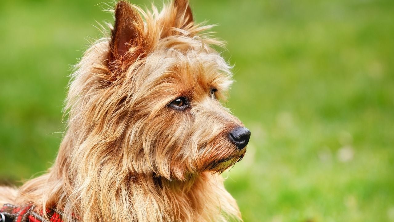 Australian Terrier