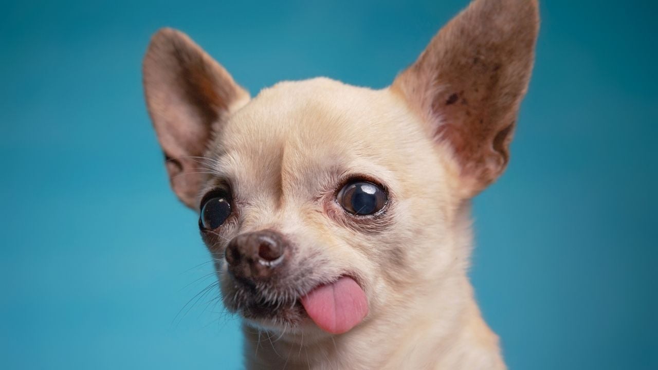 Chihuahua (Şivava)