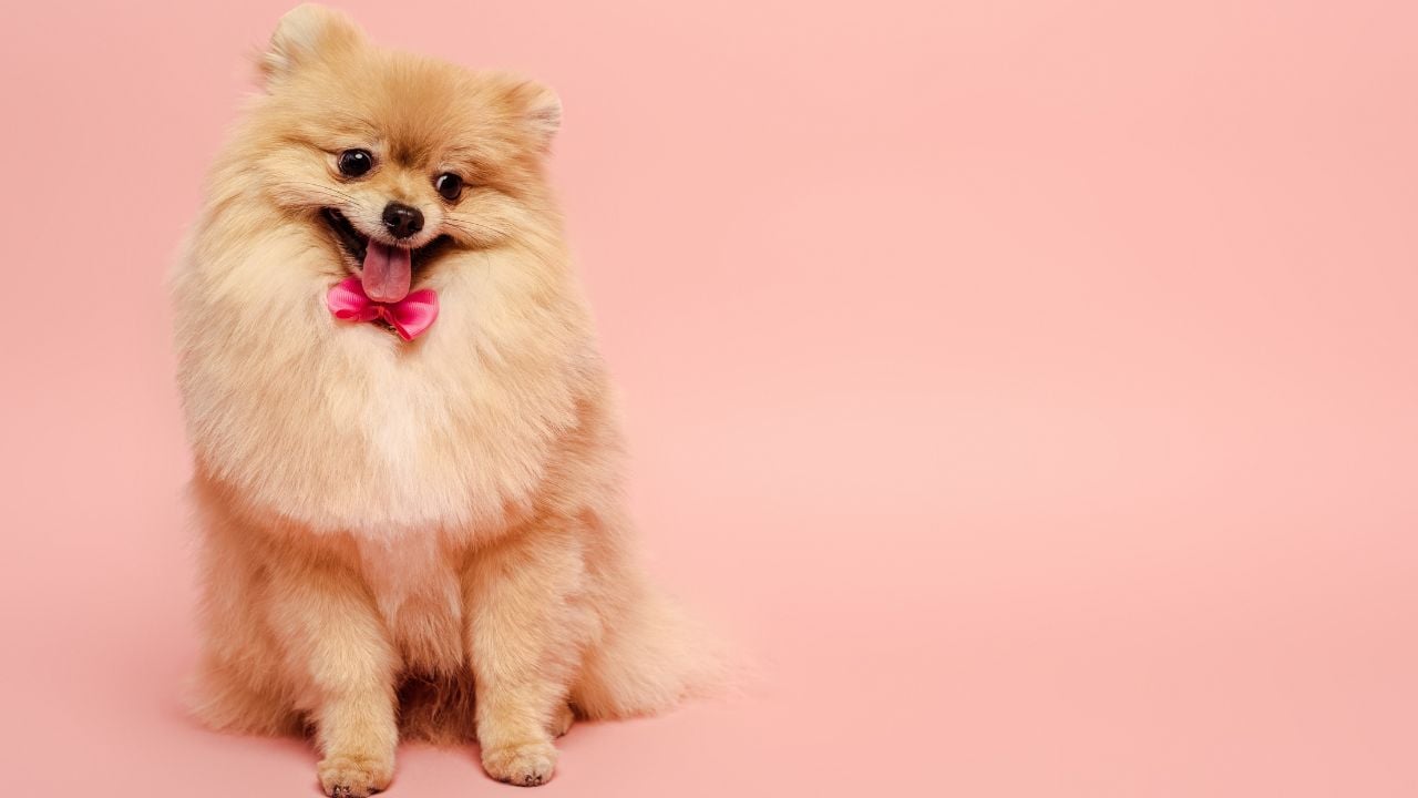 Pomerian