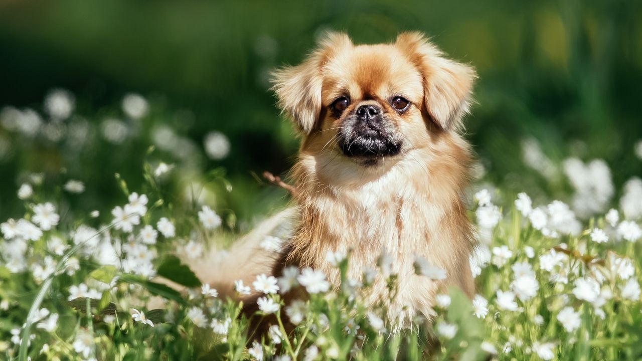 Tibetan Spaniel (Tibet Spanyeli)