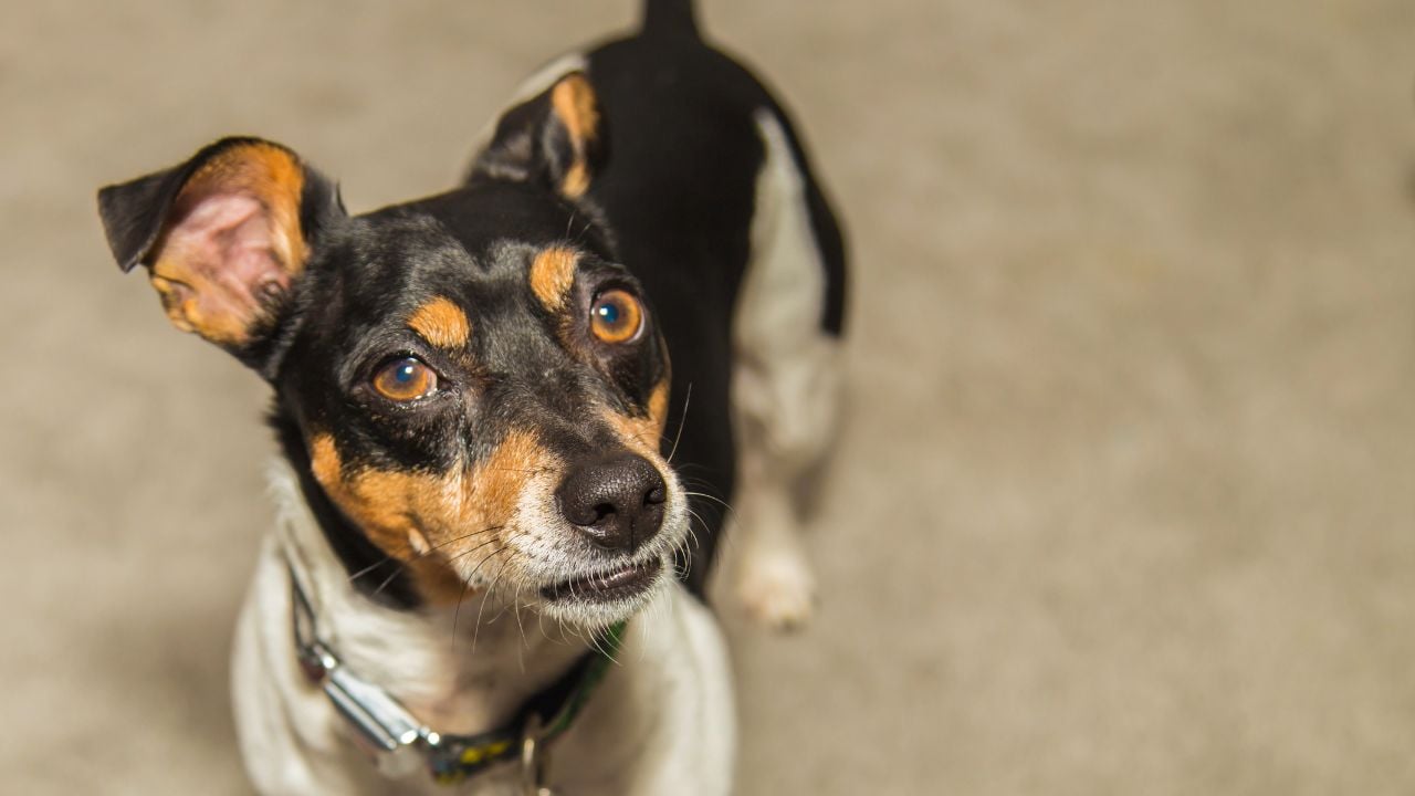 Toy Fox Terrier