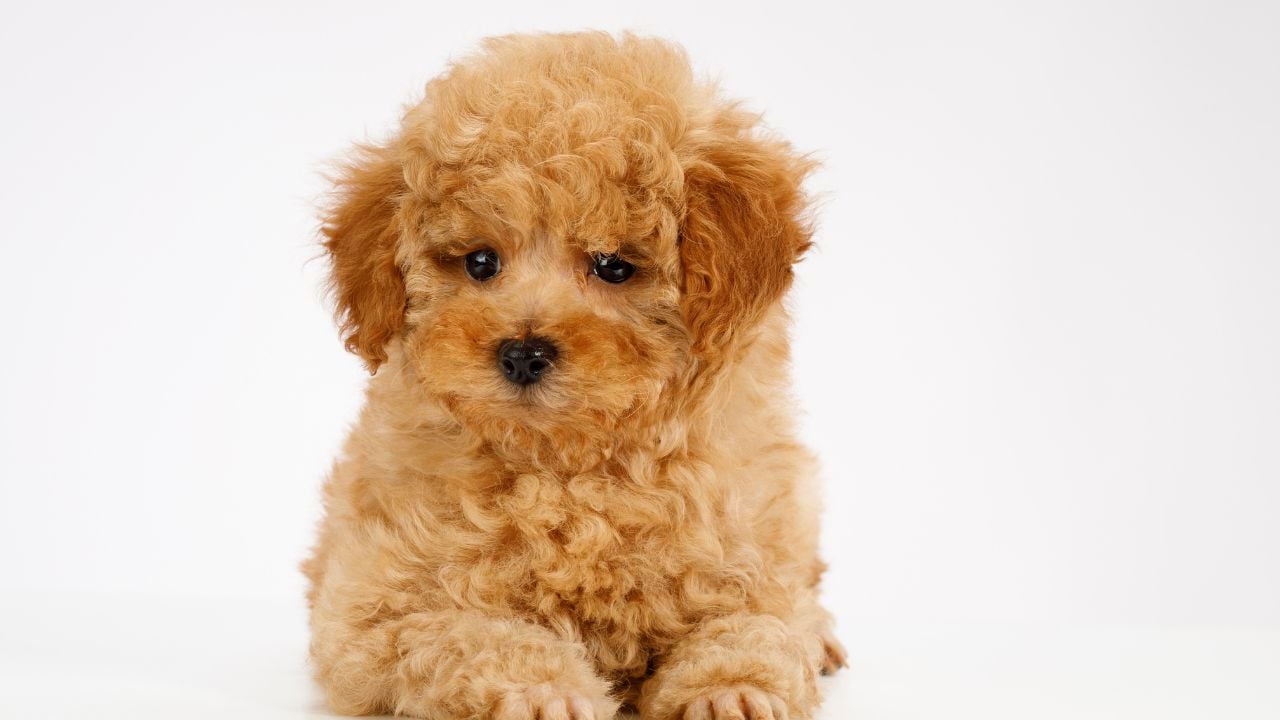 Toy Poodle