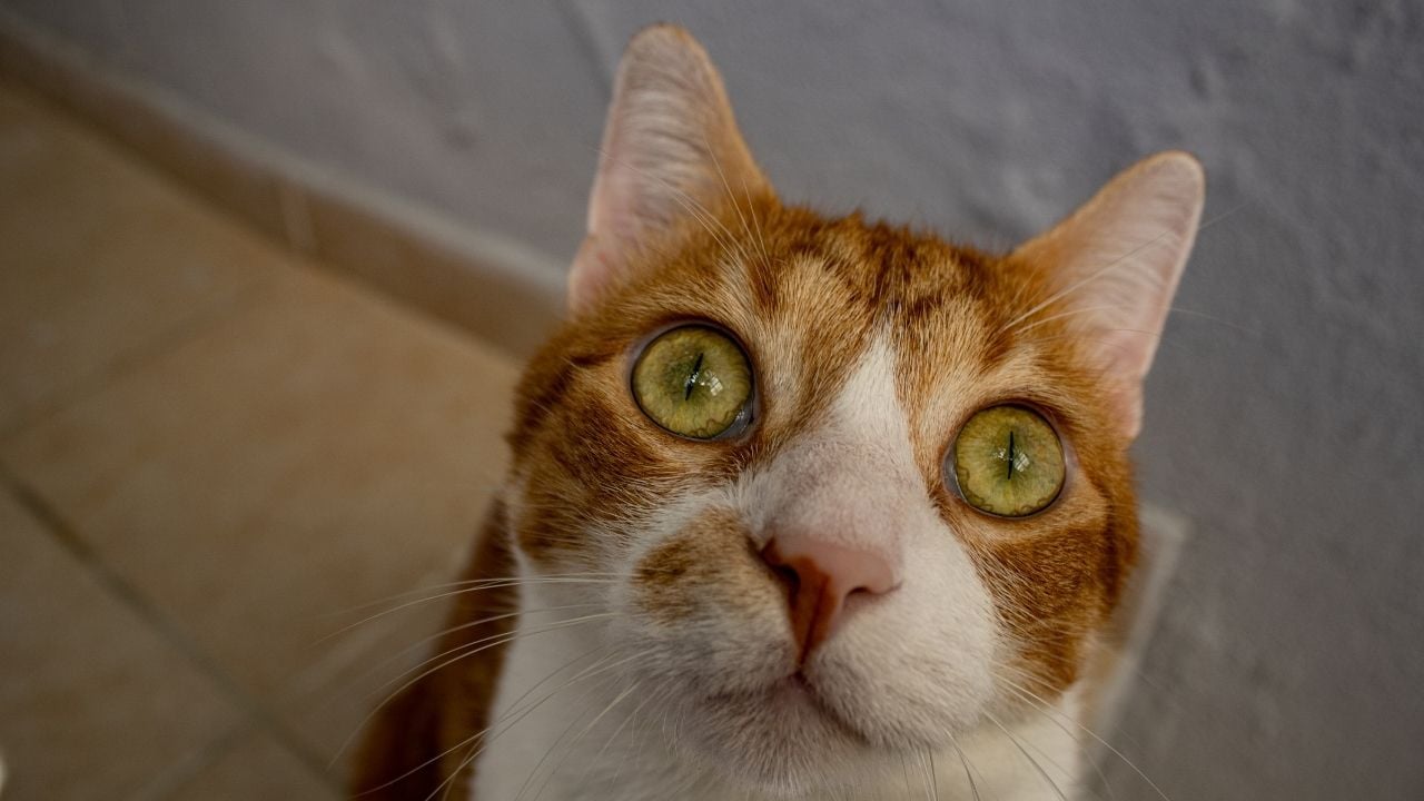 kedi gözleri