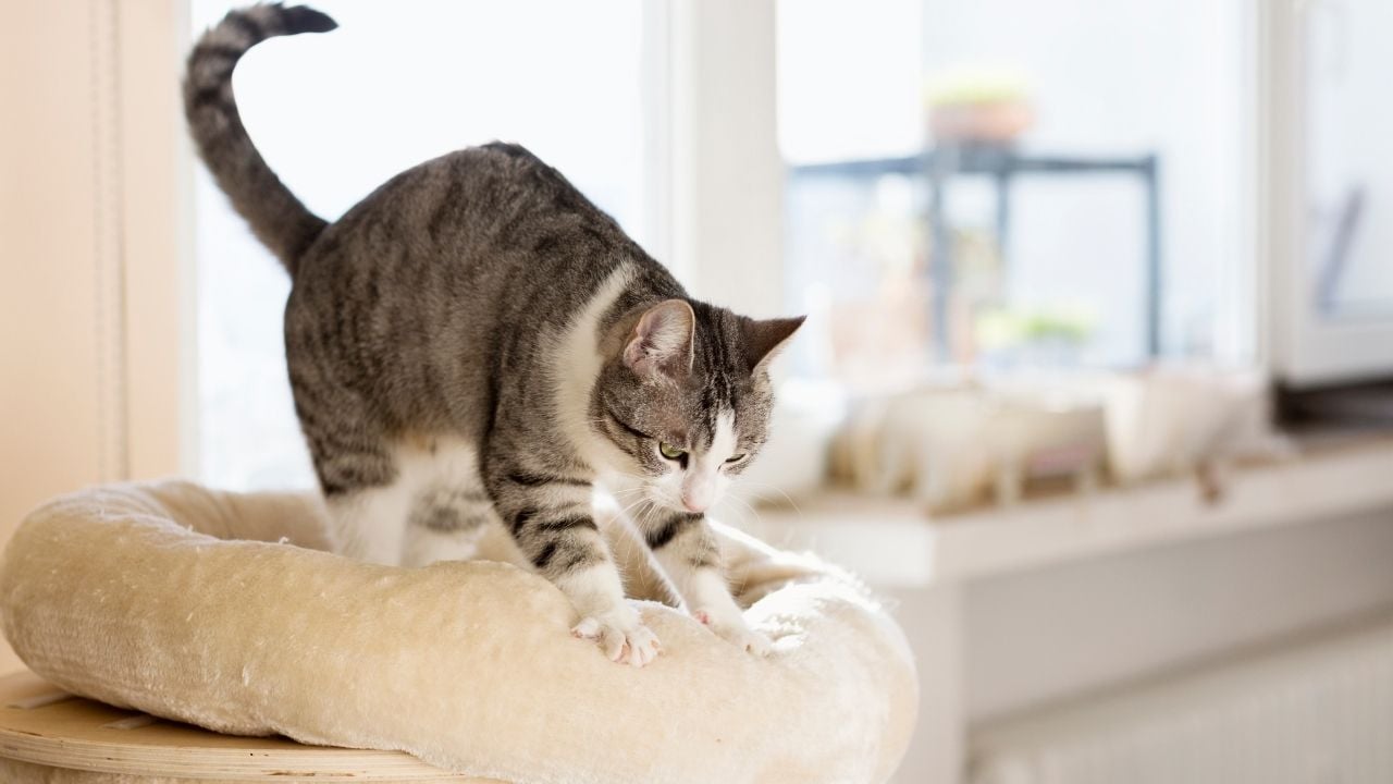 kedi masaj hareketi