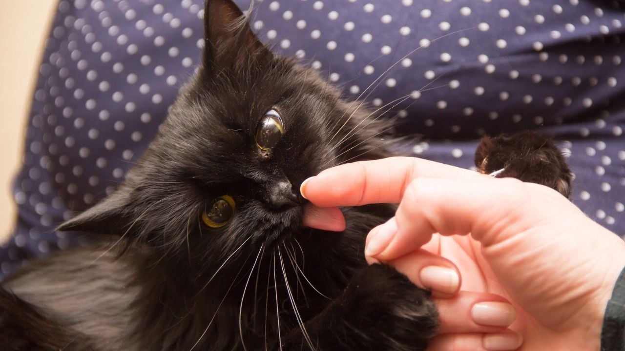 kedi yalıyor