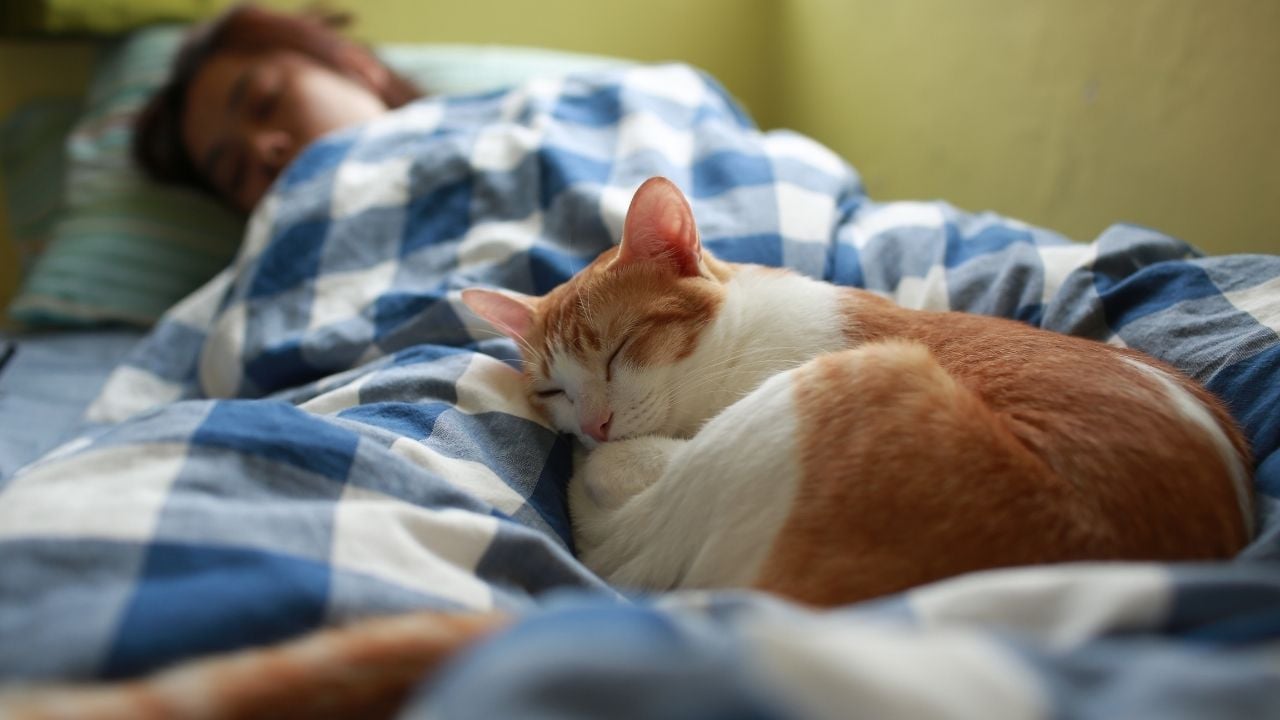 kedi uyuyor