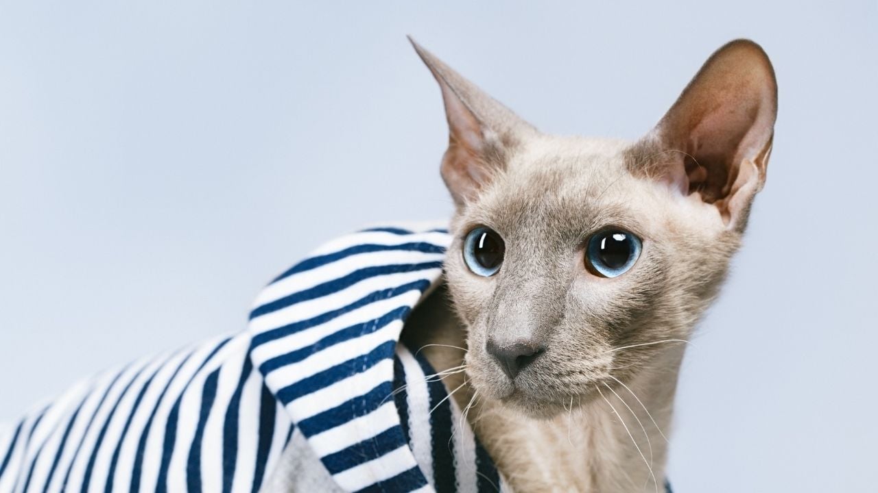 Peterbald