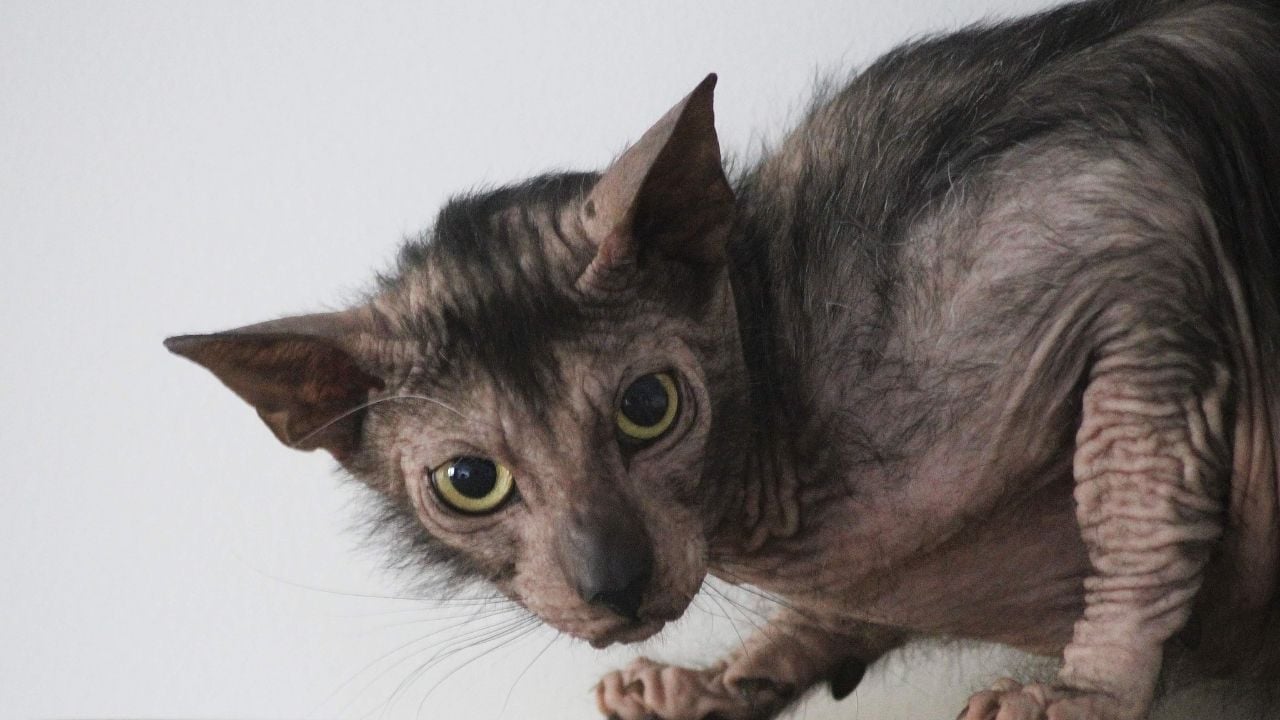 Lykoi Kedisi