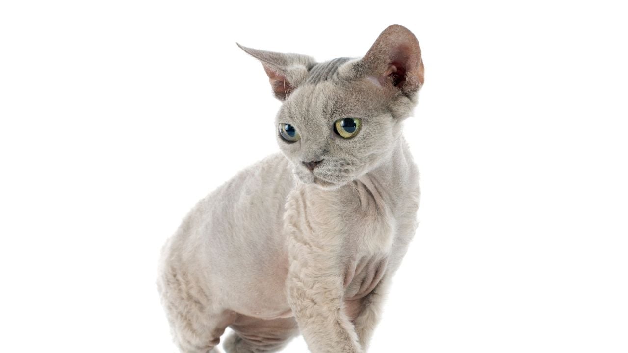 Devon Rex