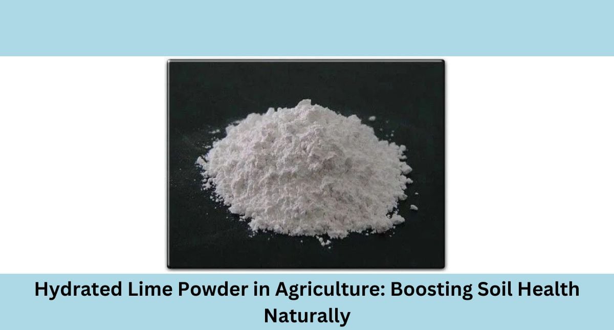 Hydrated Lime Powder in Agriculture: Boosting Soil Health Naturally
