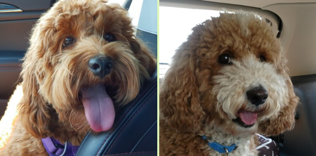 Top New England Labradoodle Breeders: What to Look For