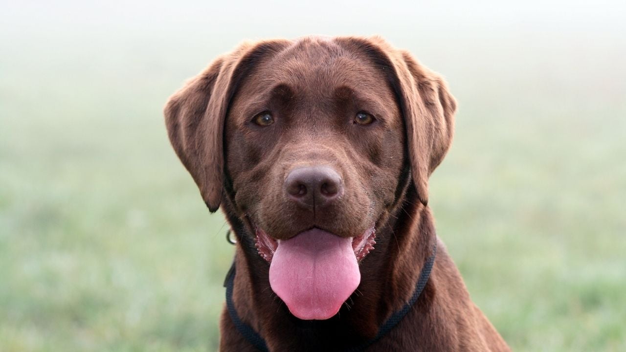kahverengi Labrador Retriever