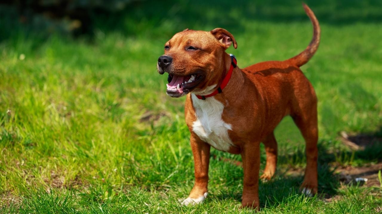 American Staffordshire Terrier kahverengi