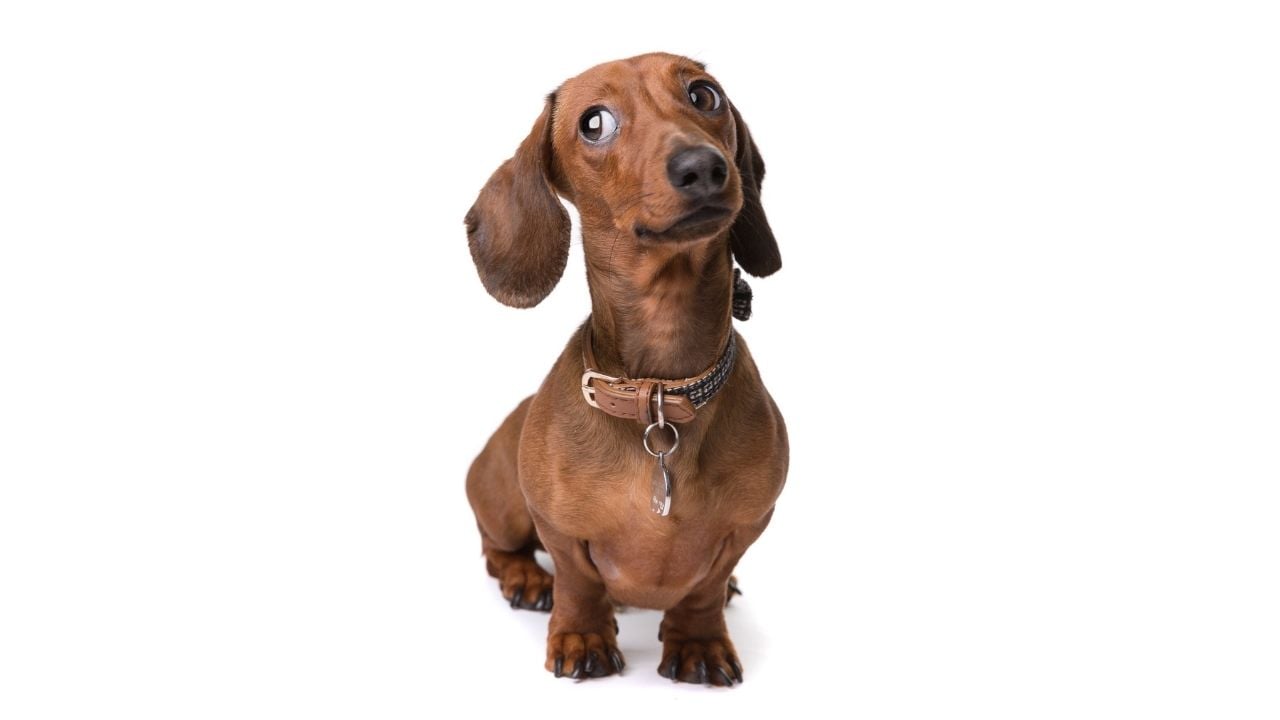 Dachshund (Sosis Köpek) kahverengi