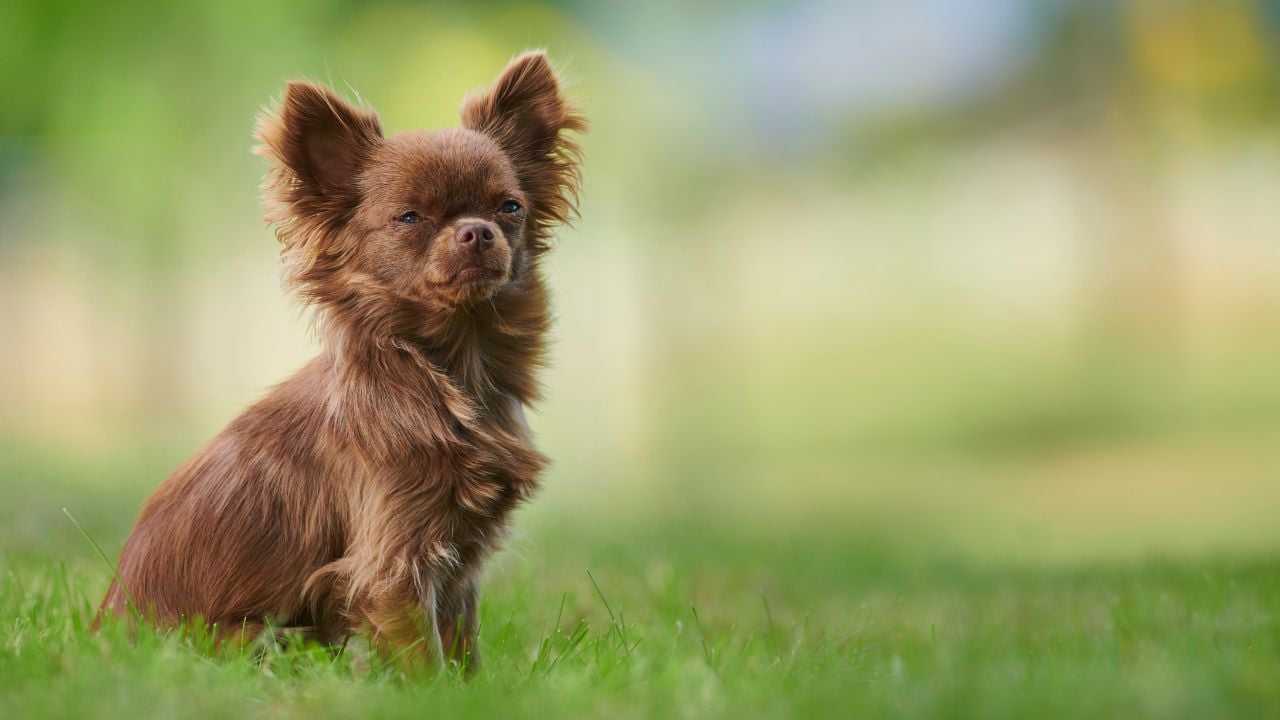 kahverengi Chihuahua (Şivava)