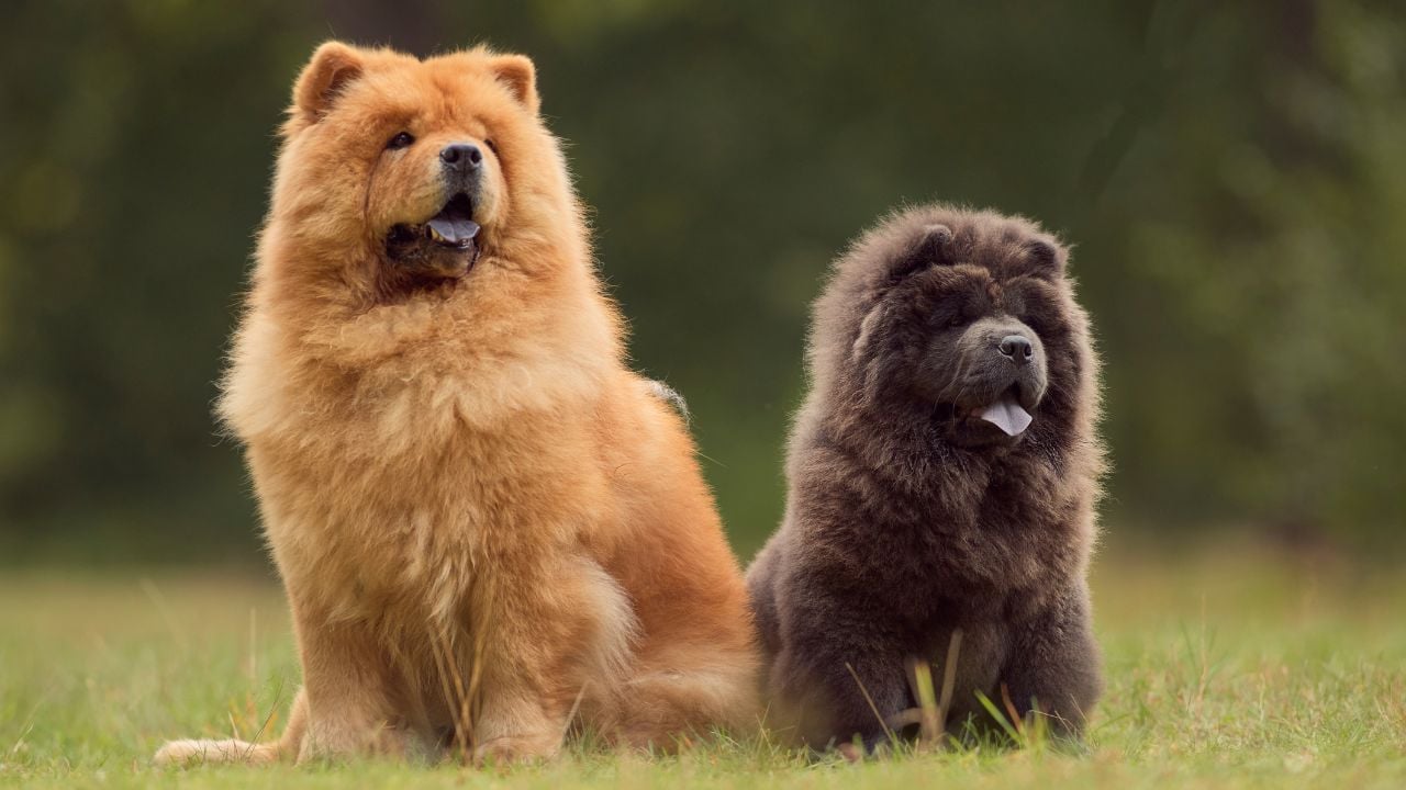 kahverengi Chow Chow (Çin Aslanı)