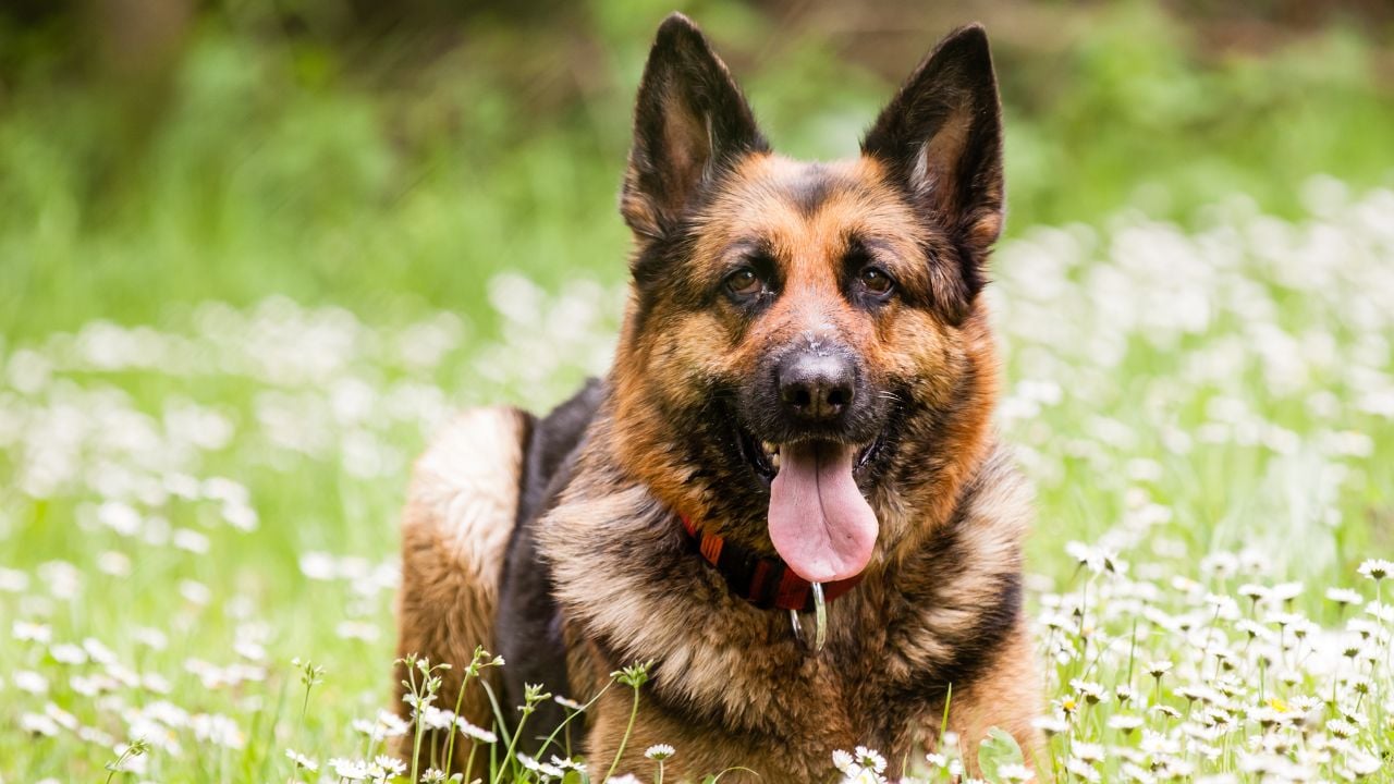 Alman Çoban Köpeği